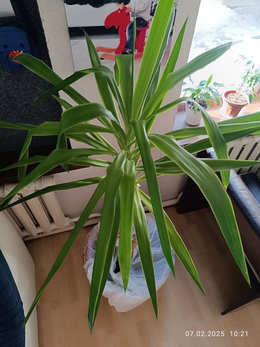 Продам пальму Юкка