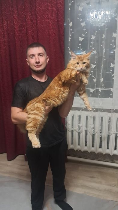 Продаются котята Мейн куна