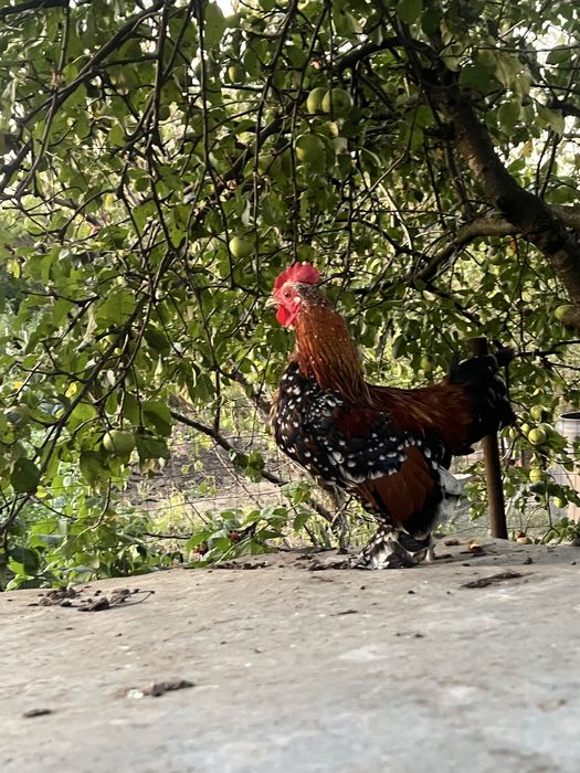 Gaini pitice , rate pitice, pui de italiana