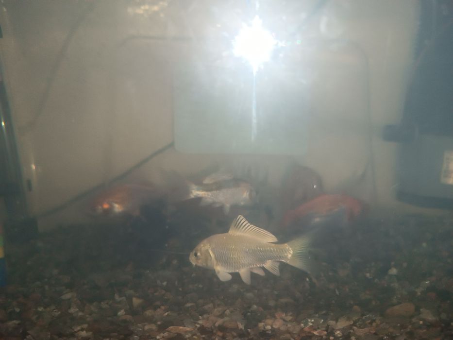 Продаются Коя карпы..