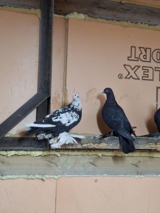 Продам голубей бойных