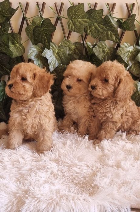 Той Пудел Toy Poodle