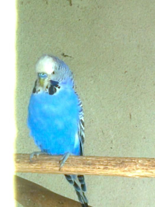 Волнистые выставочные"немцы"