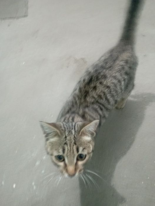 Отдаю кота бесплатно.