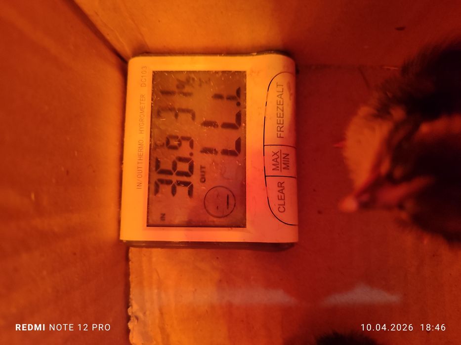 Жужа 1 кунлик узимники хонаки кора товукларни жужалврихам бор