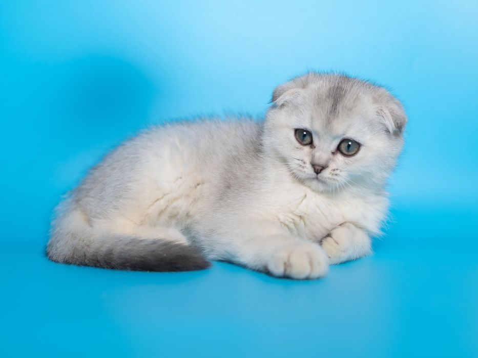 Серебро Шиншилла