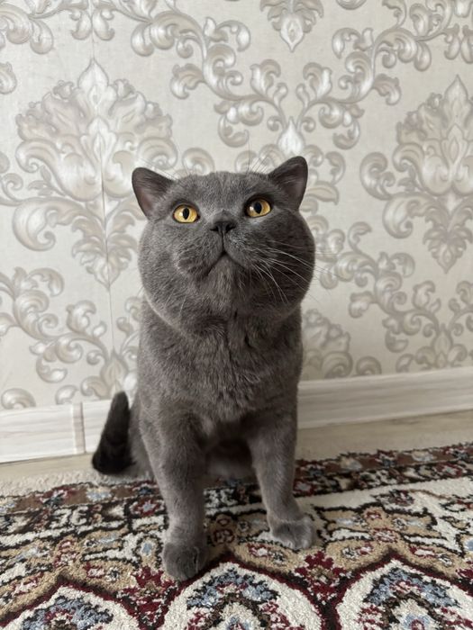 Кот британец для вязки