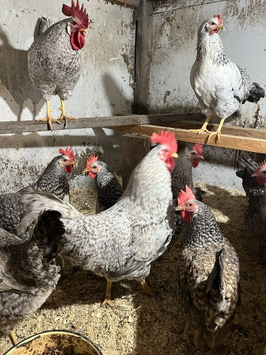 инкубационные яйца