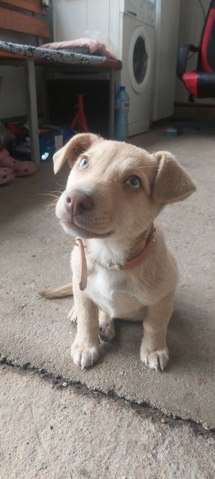 Подарява се Малко Кученце