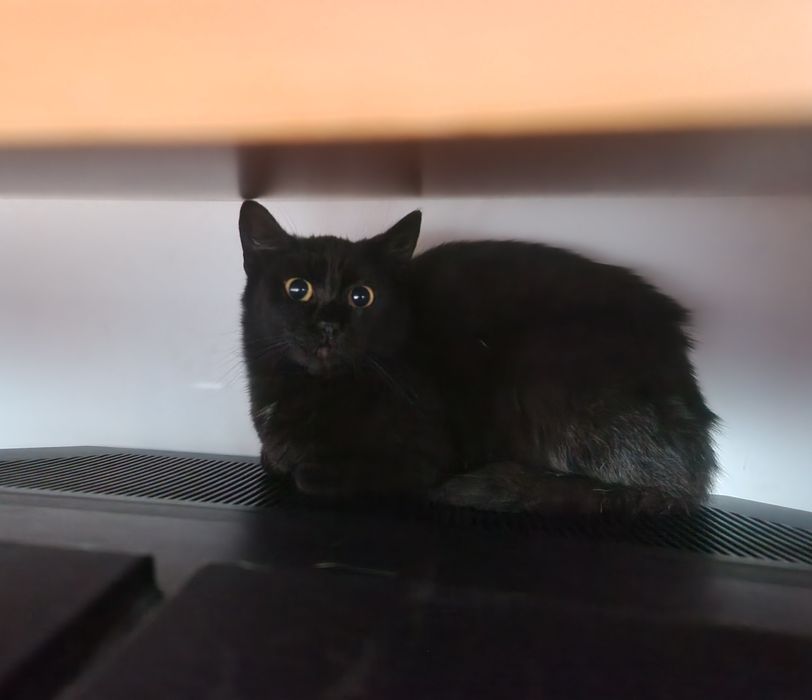 Adoptie pisic si pisica