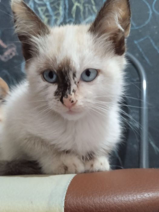 Отдам  милых котят