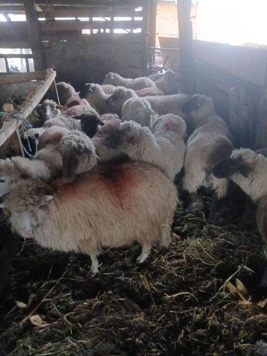 Vand oi tigai tinere