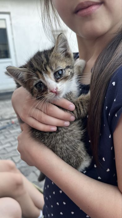 Отдам в добрые руки котят