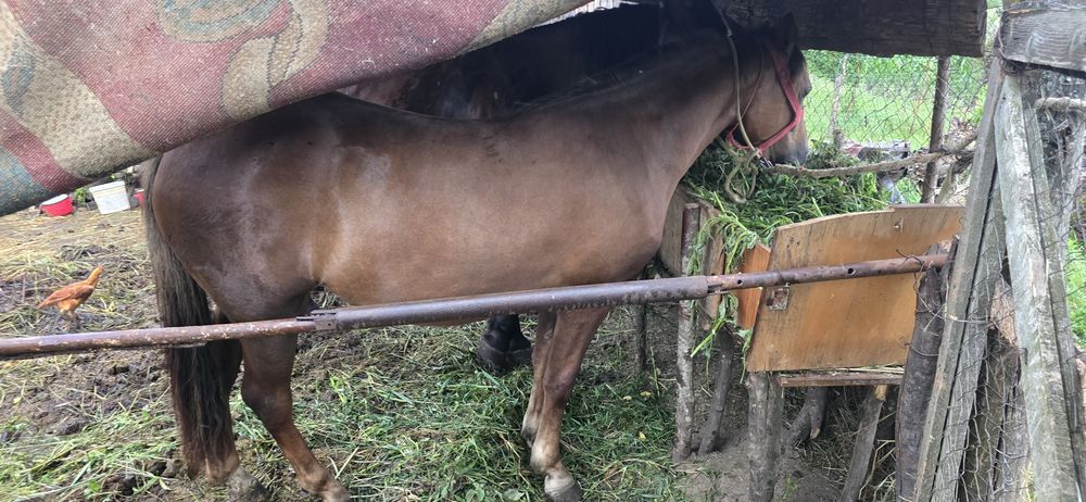 Mănza  schimb cu tăurasi