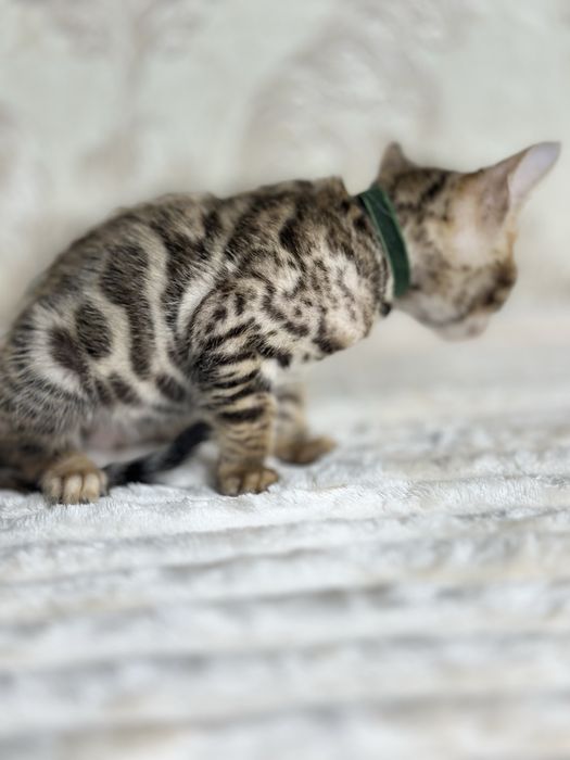 Toza qon bengal bolalari