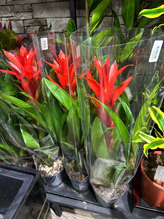 Комнатные цветы оптом