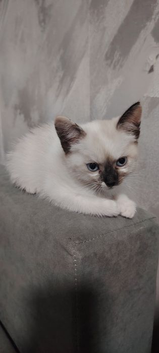 Отдам котёнка в добрые руки