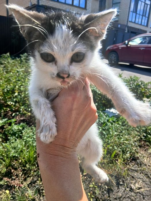 Котята пушистики