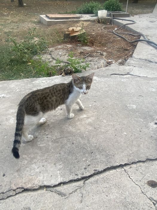 Котята Отдам в добрые руки