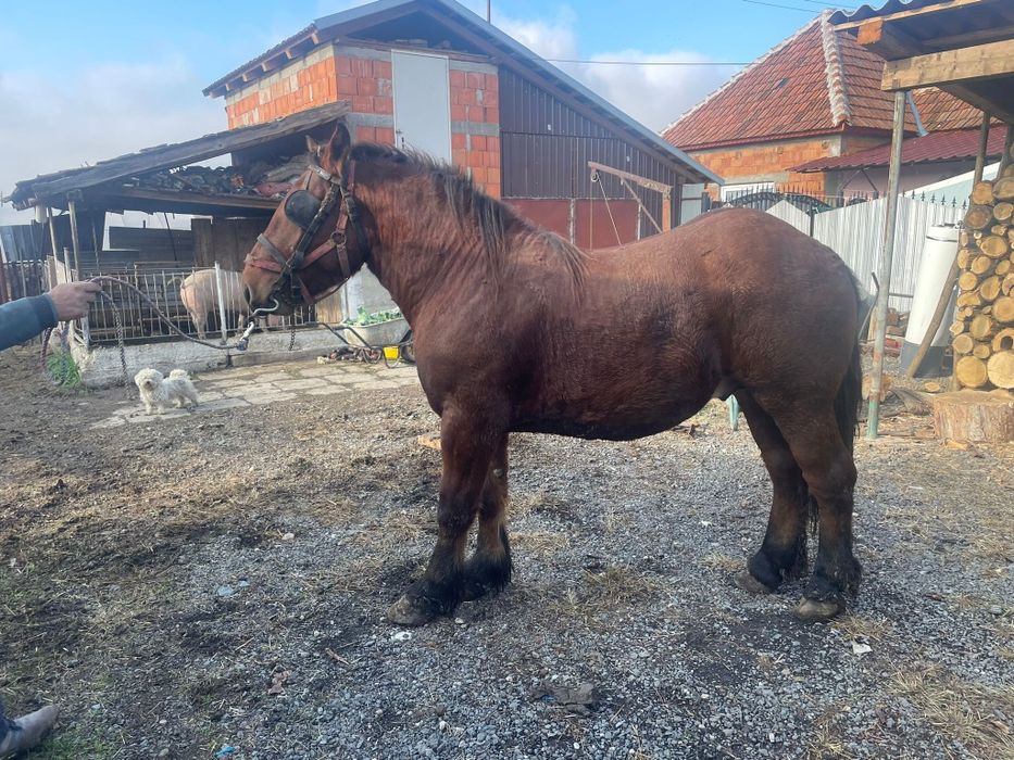 Vand mânz de 1 an si 7 luni