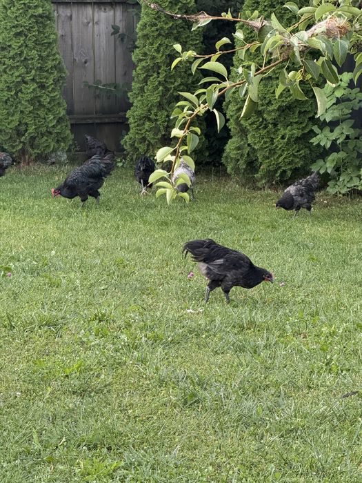 Cocosei wyandotte si australorp