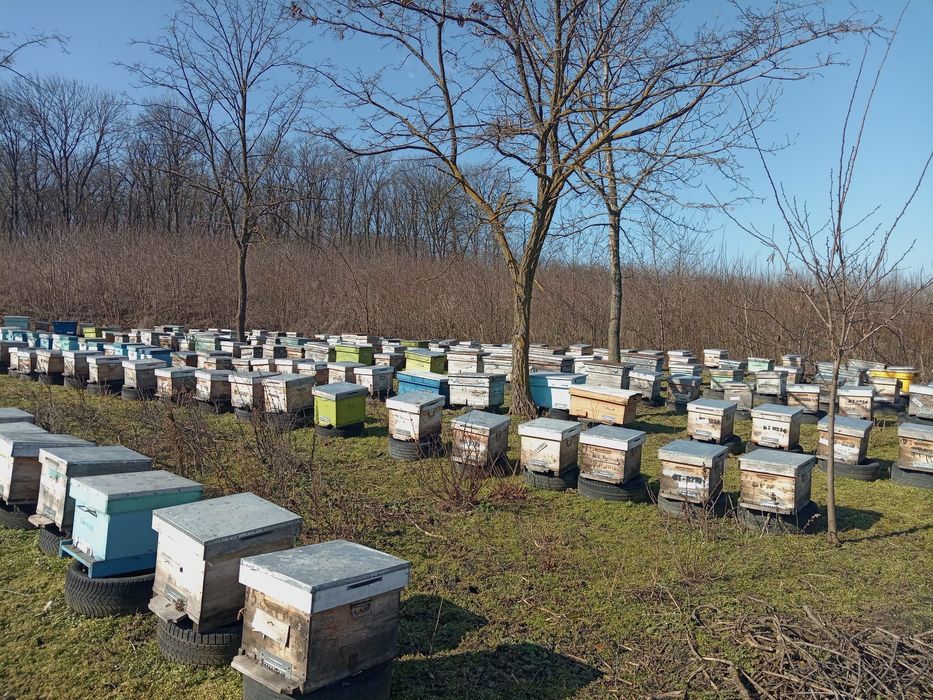 Vând 200 familii albine