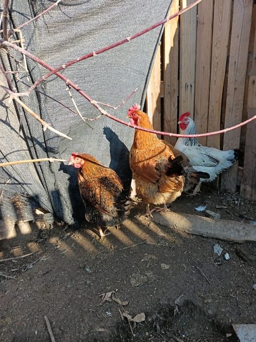 Продам кучинская юбилейная