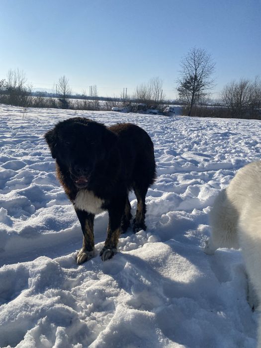 Pui de casa disponibili