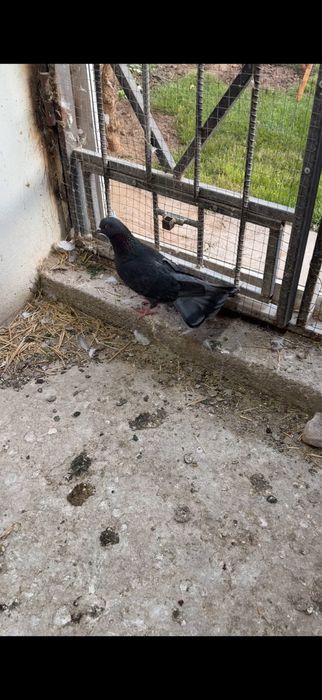 Голуби. Ширакохвостый Киш миш самец