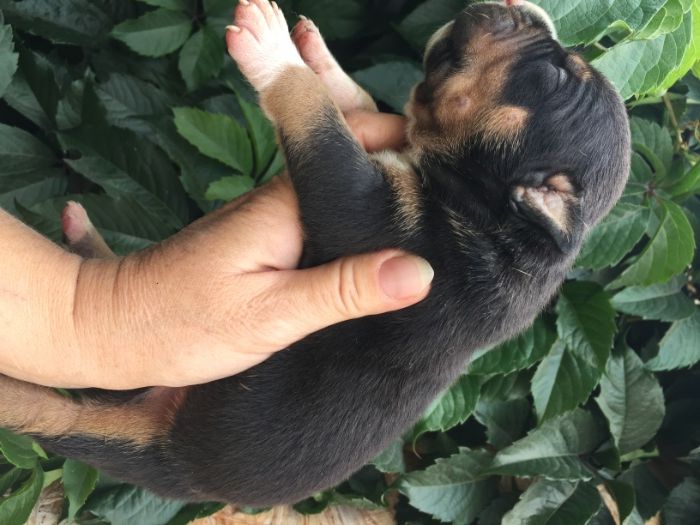 американский булли