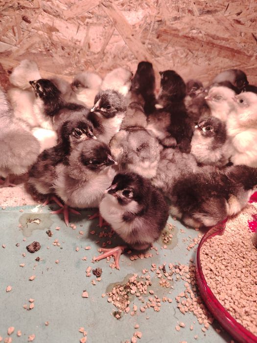 Vând pui de găina Australorp.