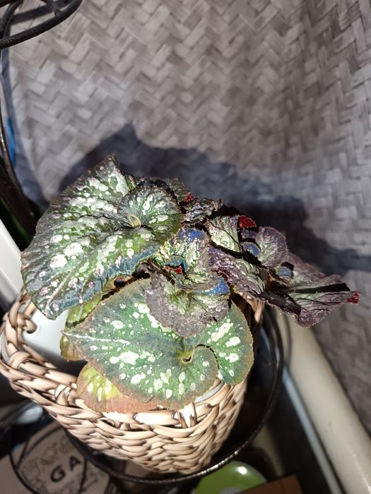 Бегония лиственная