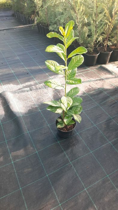 Laur Englezesc / Prunus / Leylandii / Photinia / Gard viu