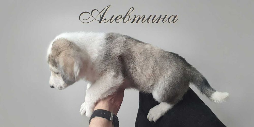 Отдам щенков в хорошие руки.