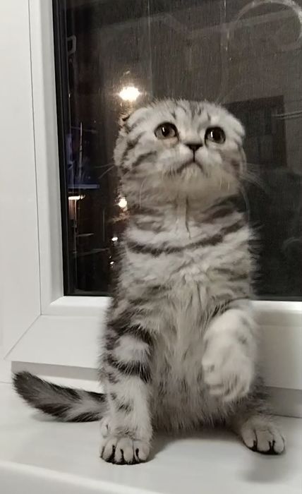 Шикарная мраморная девочка- фолдик