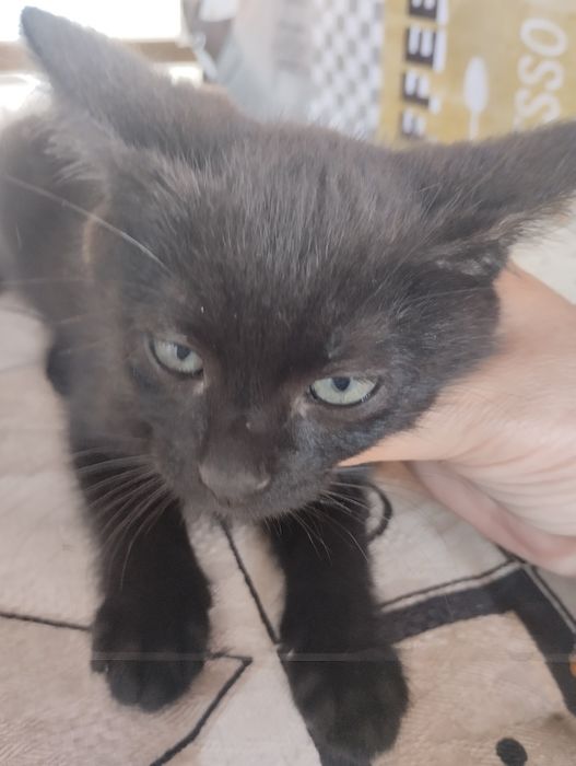 Подарявам котенца на 2м