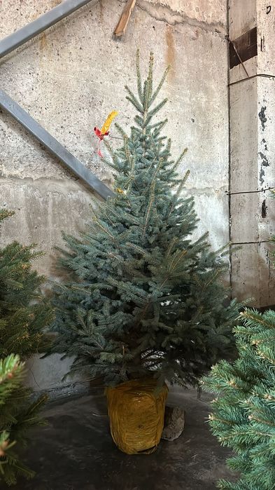 Ель голубая Тополь газон сосна