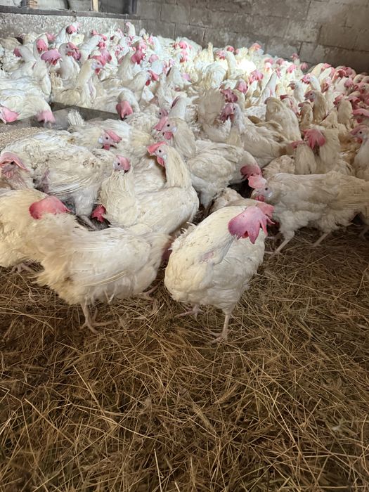 Куры несушки продам 1200