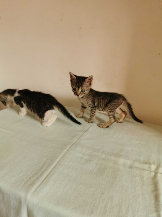 Ofer pentru adoptie pisoi