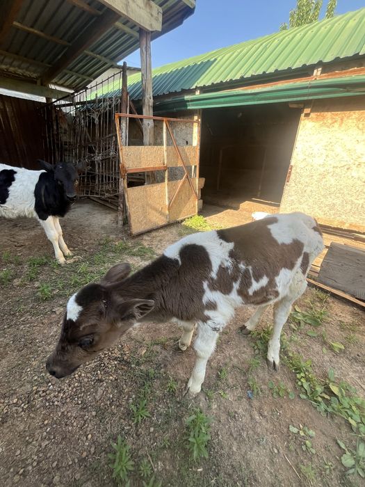 Сатылымда бұзаулар