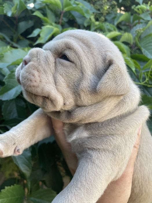 Американский булли