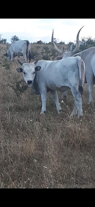 Vițele sură de stepă