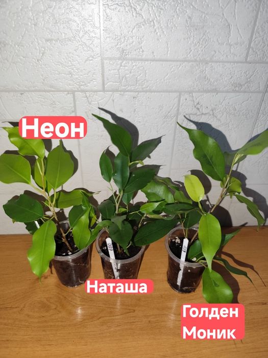Фикусы Бенджамина