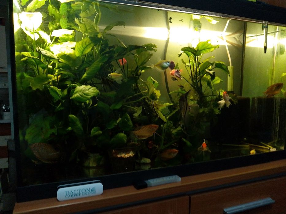 Vand Acvariu cu accesorii si pesti.