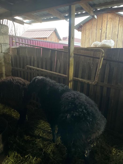 Қой сатылады 100 мыннан