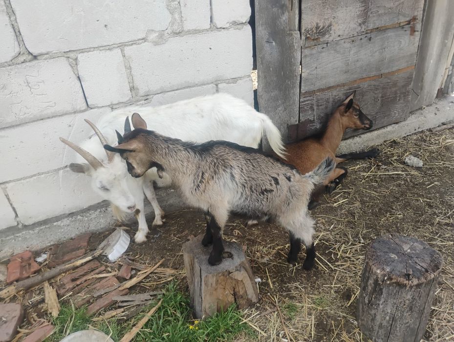 Vând doua capre și o ieduță