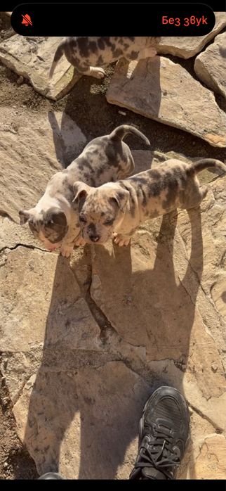 Американски булита