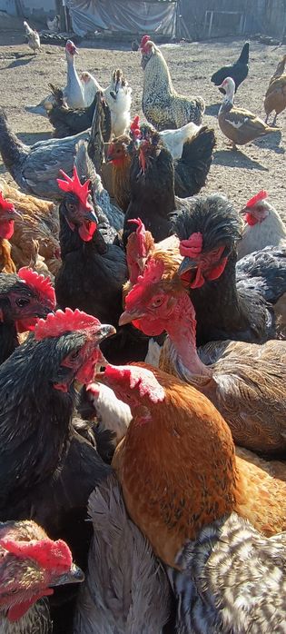 Инкубационные яйца