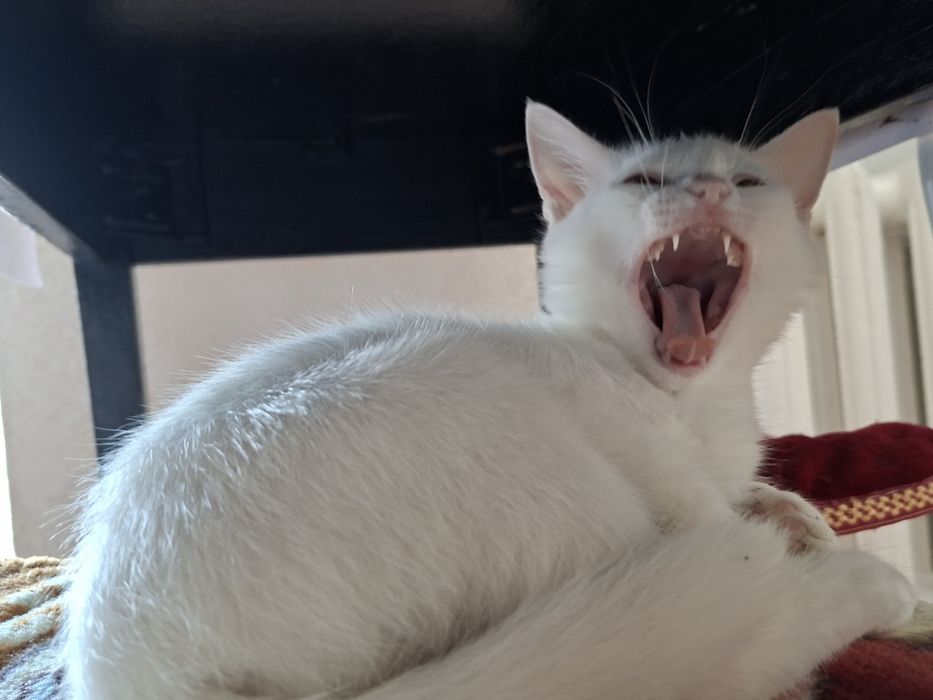 белый котенок девочка