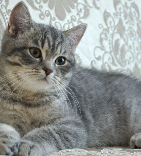 Котята Британцы продам